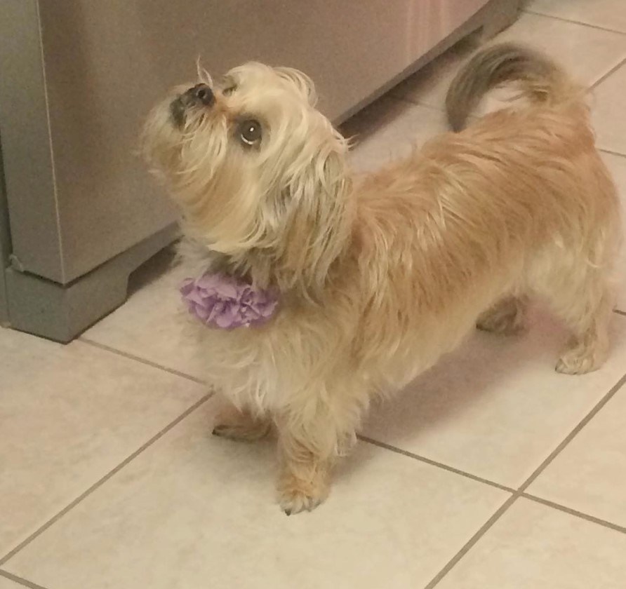 Schweenie standing on the floor while looking up with its begging face