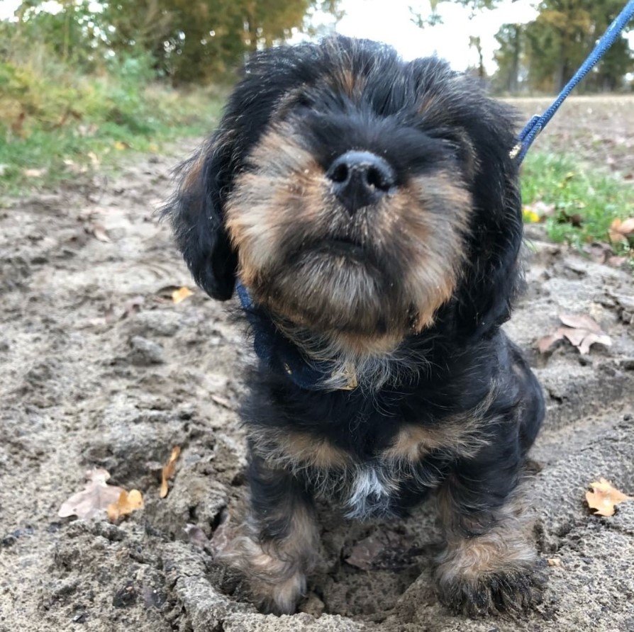 dachshund and shih tzu mix