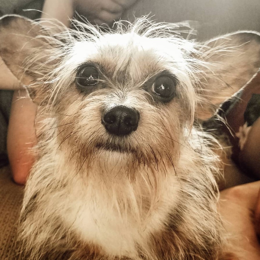 A Schweenie standing on the floor while looking up with its big wide eyes