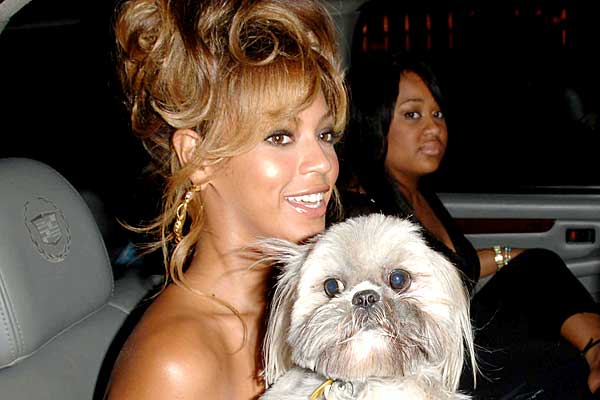 Beyonce sitting inside the car with her Shih Tzu on her lap