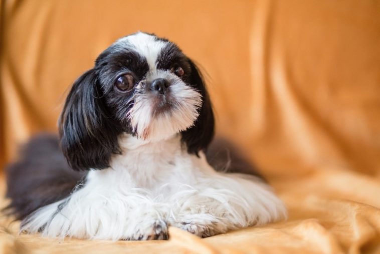 15+ Things Shih Tzus Don’t Like - The Paws