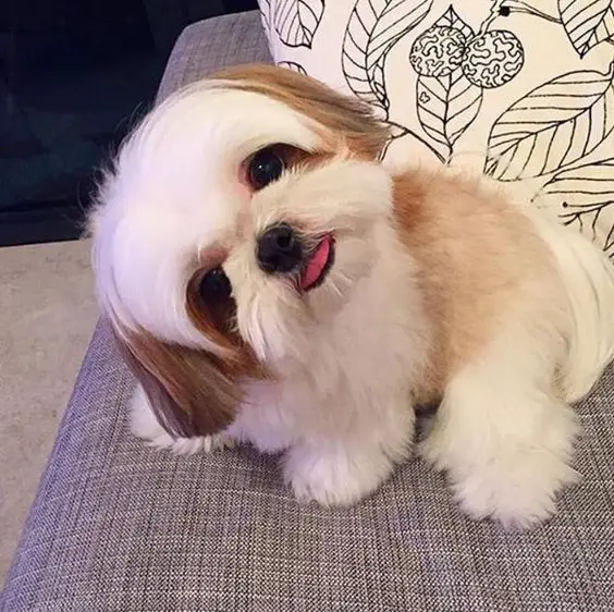 Shih Tzu sitting on the couch tilting its head