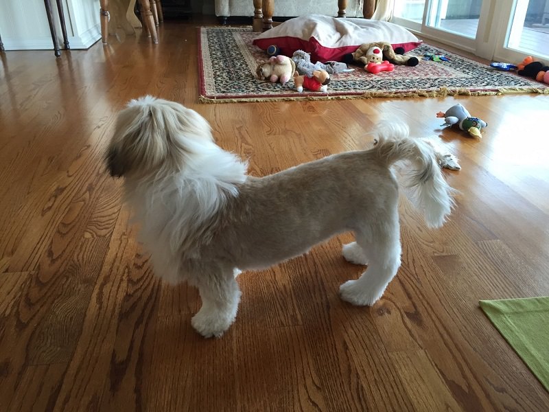 Shih Tzu Lion Cut