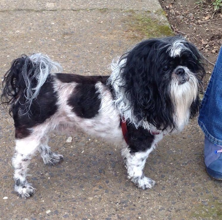 Shih Tzu Lion Cut