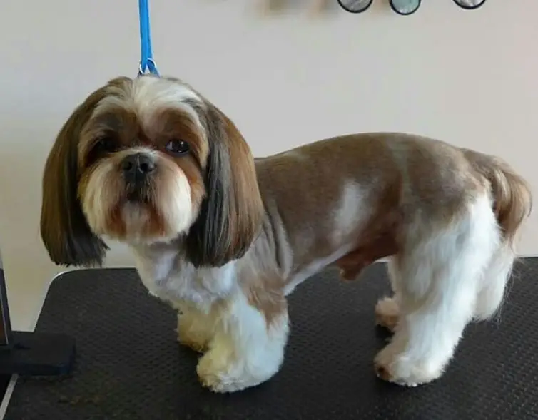 Top 10 Popular Shih Tzu Haircuts (30+ Pictures) Page 8