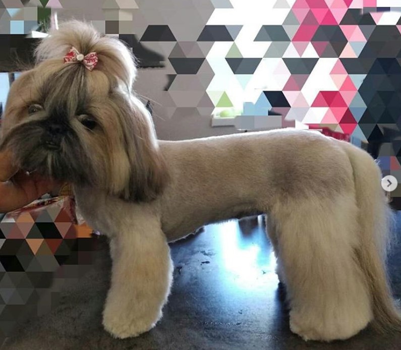 Shih Tzu Lion Cut