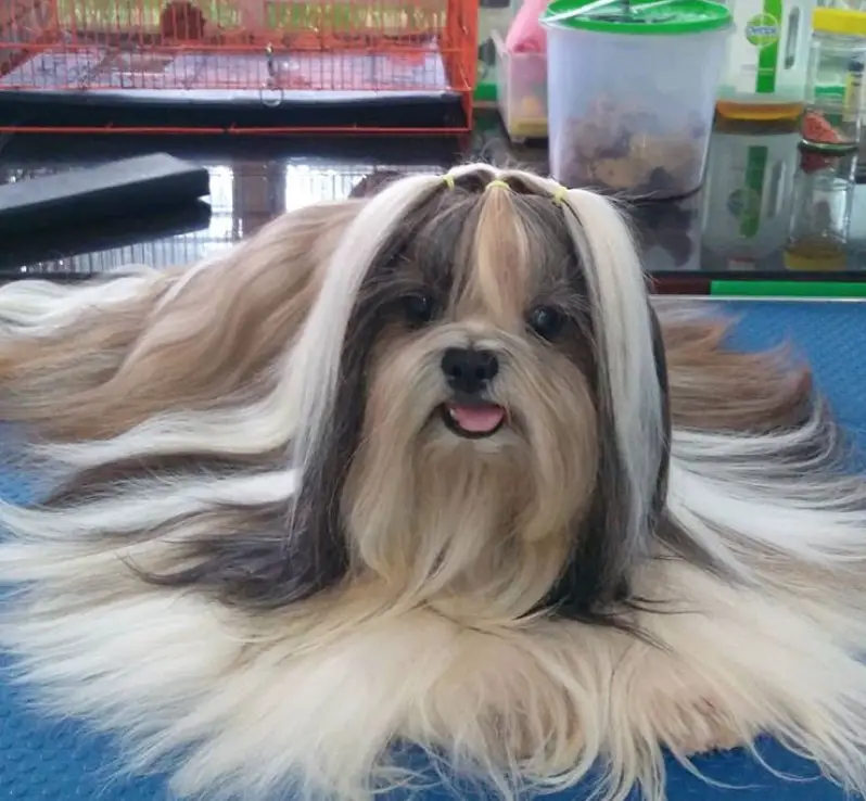 Top 10 Popular Shih Tzu Haircuts (30+ Pictures) | Page 6 of 10 | The Paws