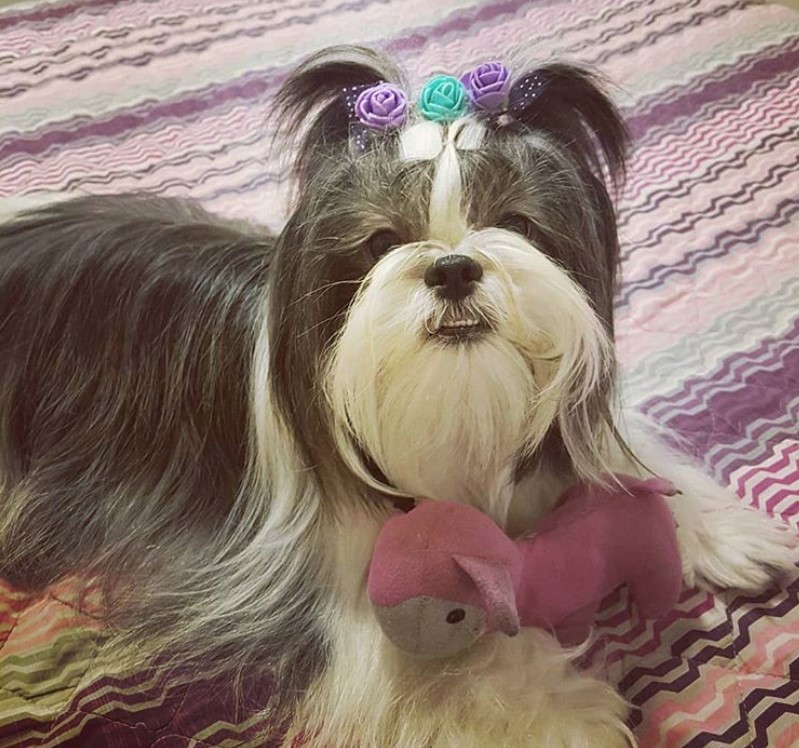 Shih Tzu Long Hair Style