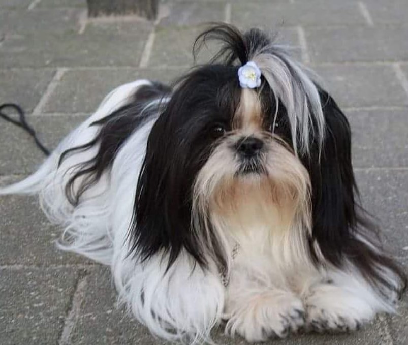 Shih Tzu Long Hair Style