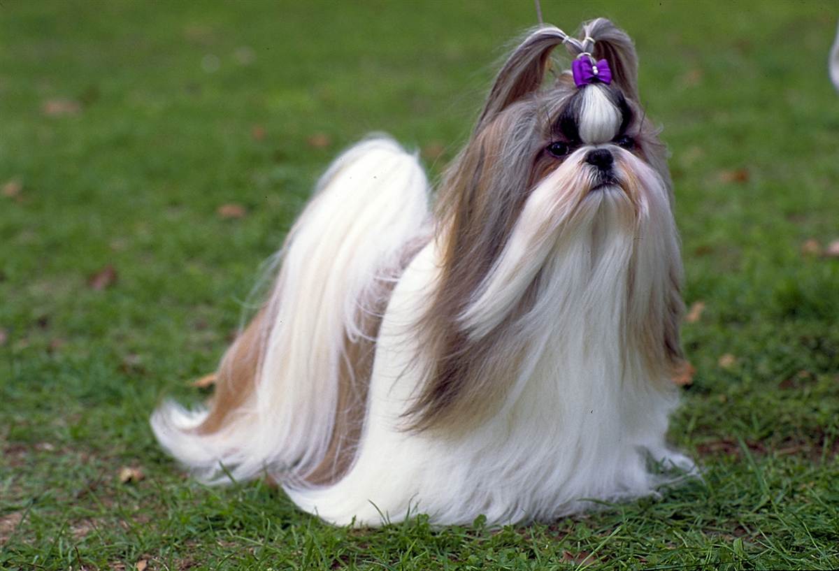 Shih Tzu Long Hair Style