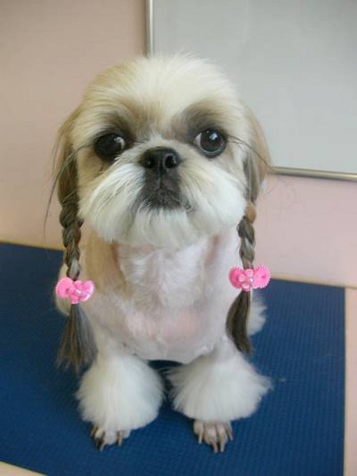 Shih Tzu Haircut with Pigtails, Shih Tzu Haircut Face