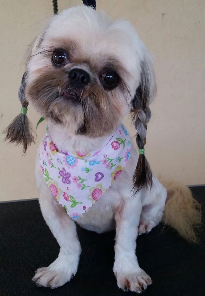 Shih Tzu Haircut with Pigtails, Shih Tzu Summer Cut, Shih Tzu Haircut Face