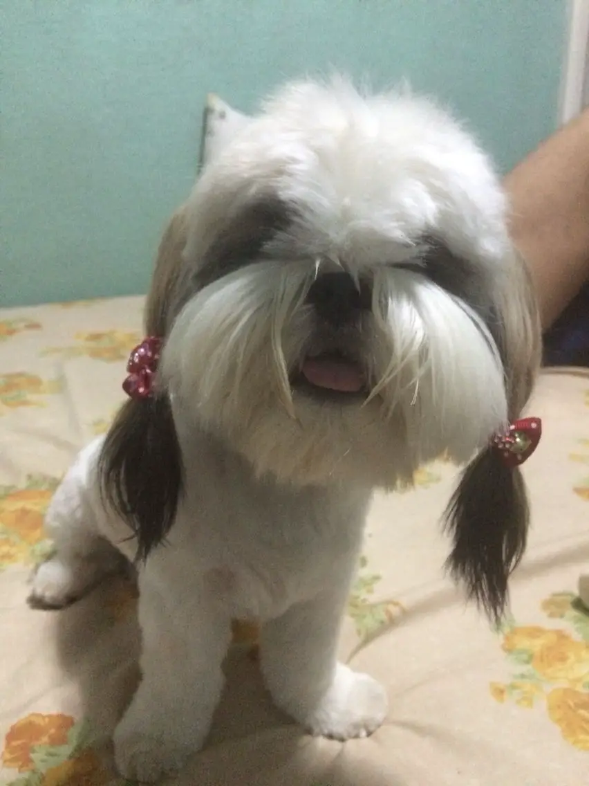 Shih Tzu Haircut with Pigtails