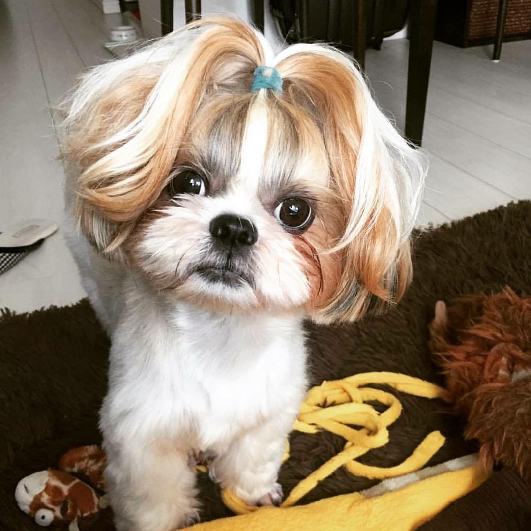 Haircuts For Shih Tzu Shih Tzu Grooming Made Easy Everything You Need