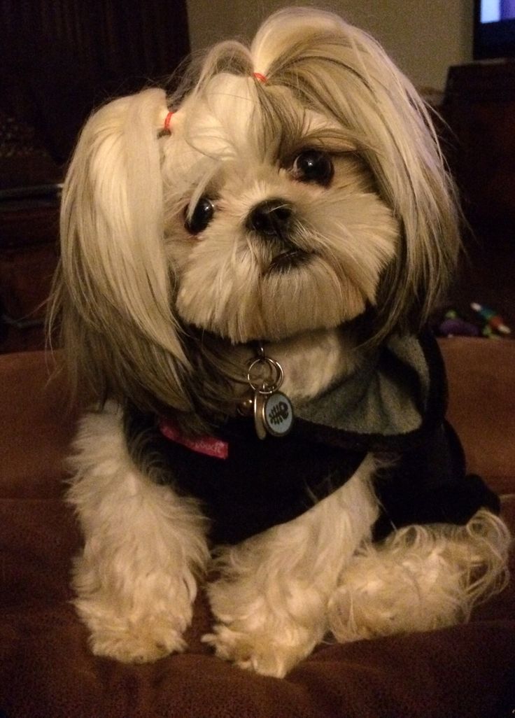 Shih Tzu Ponytail Style