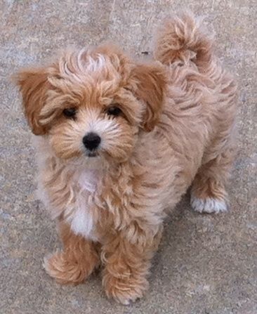 brown curly hair shih tzu mixed with poodle dog