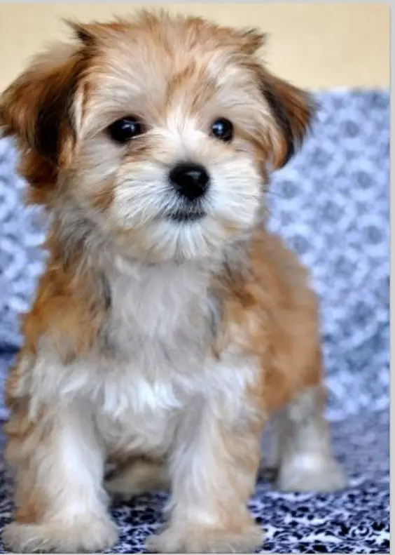 cute shihdoodle puppy standing on a couch