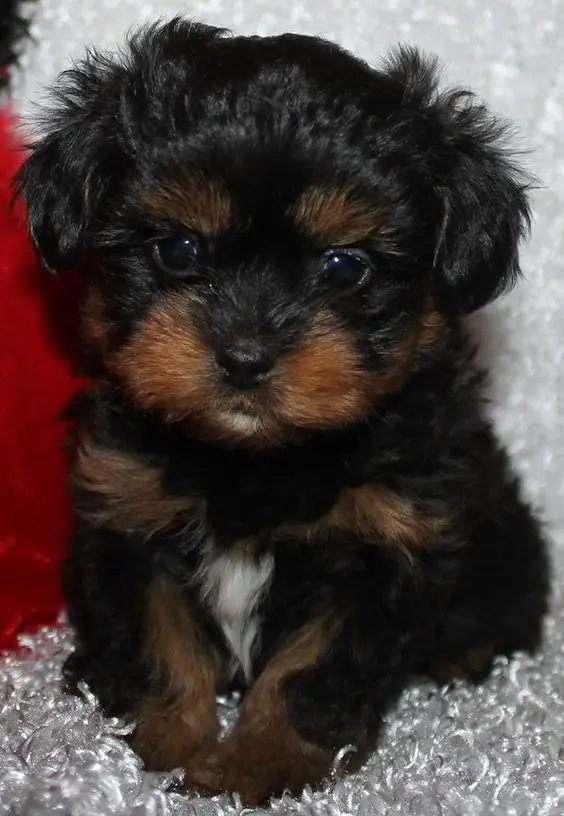 black and brown Shihdoodle puppy
