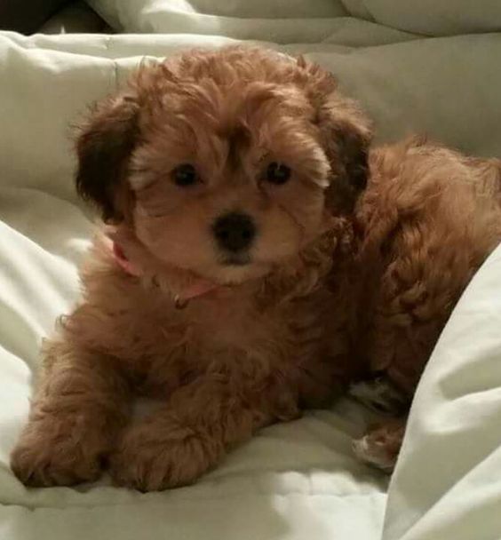 brown shih tzu and poodle crossbreed puppy resting in the bed