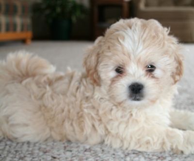 White shi poo puppy resting on the floor