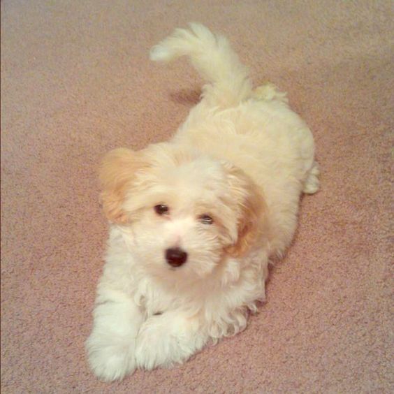 white shi poo puppy lying on the floor