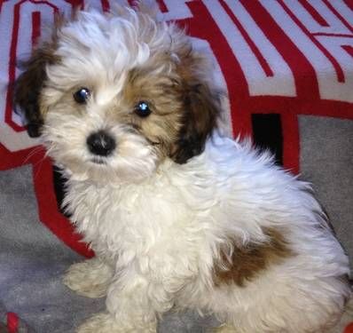 white and brown Shih- poo puppy sitting
