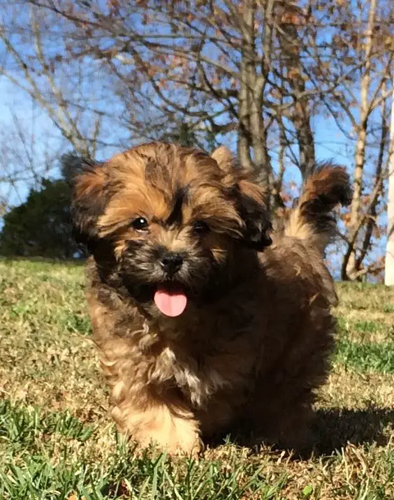 running curly haired shipoo puppy at the park with its tongue out