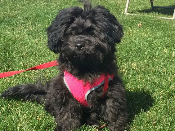 black shihpoo dog sitting in a green grass at the park