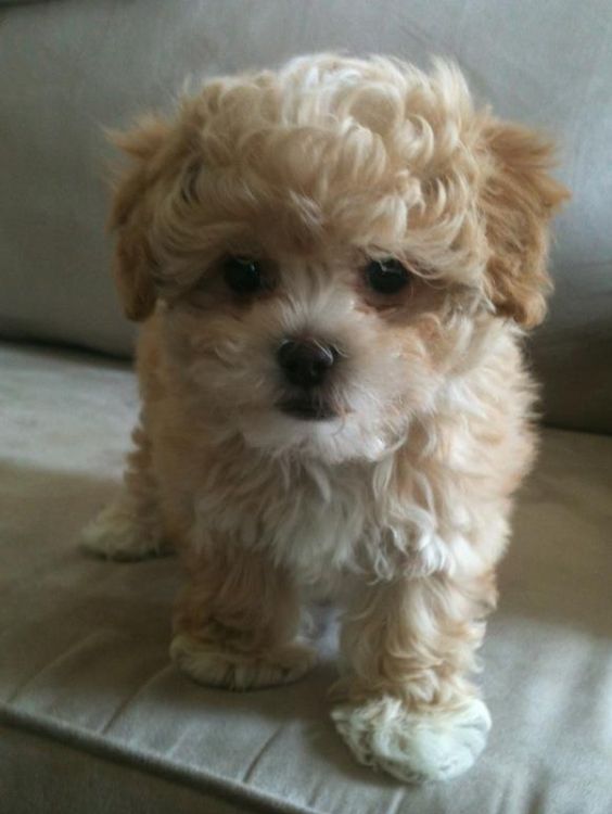 curly hair shipoo puppy standing on a couch