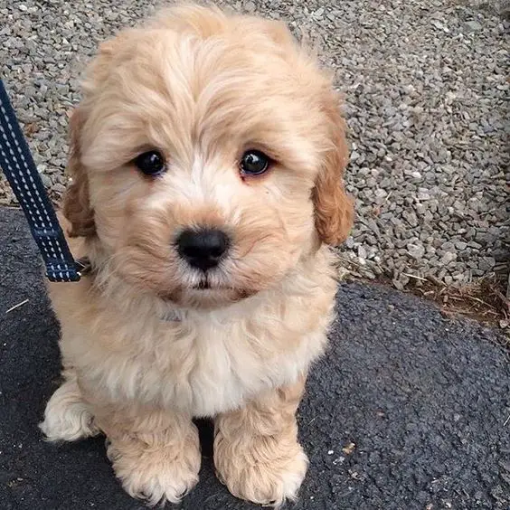 cute curly haird brown Shihpoodle puppy with adorable eyes