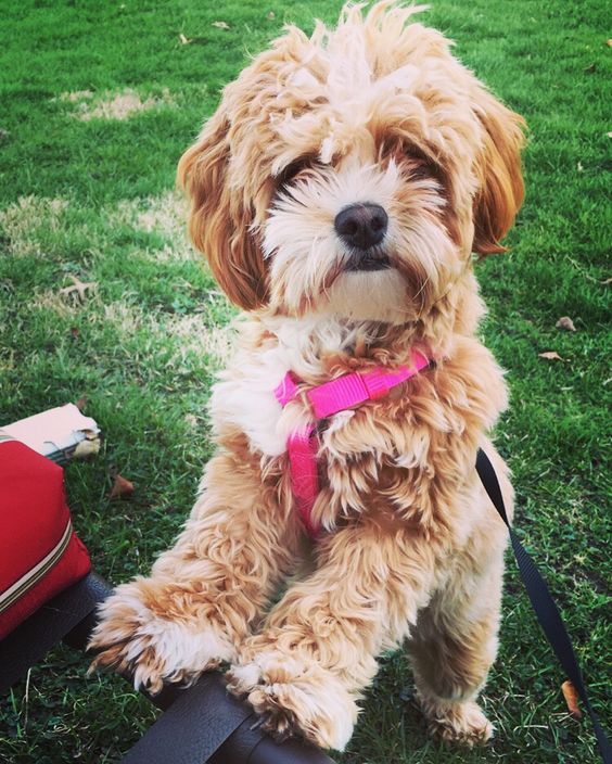 brown curly haired shihpoodle dog standing