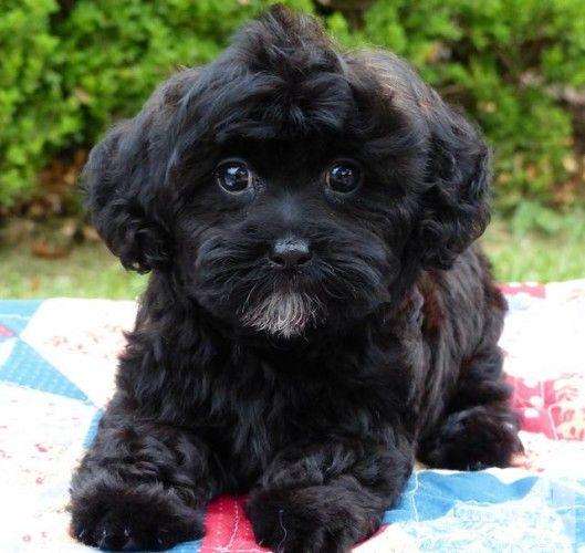black shihpoo puppy resting at the park