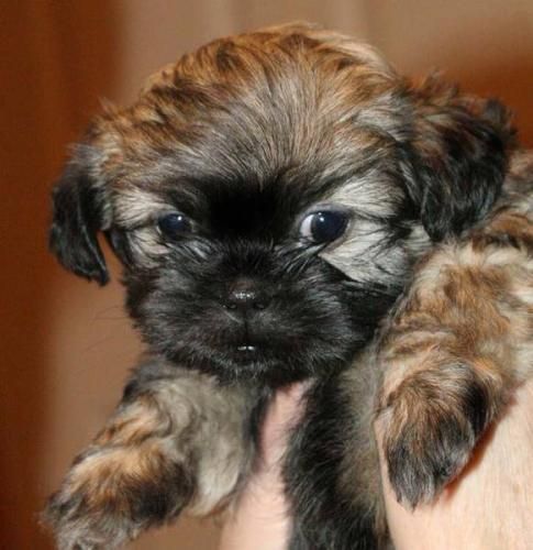 holding brown and black curly hair Shihpoo puppy