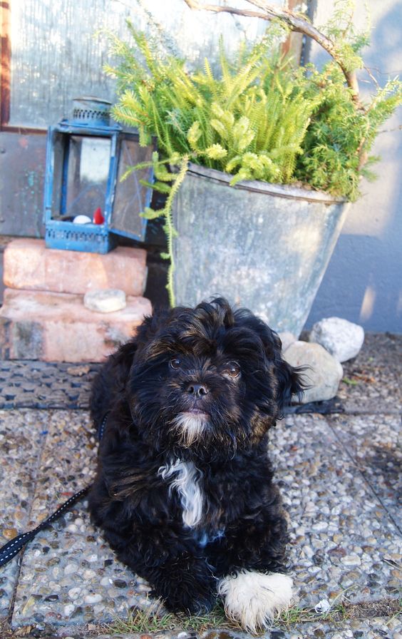 black and curly hair shihpoo puppy lying on the floor outdoors