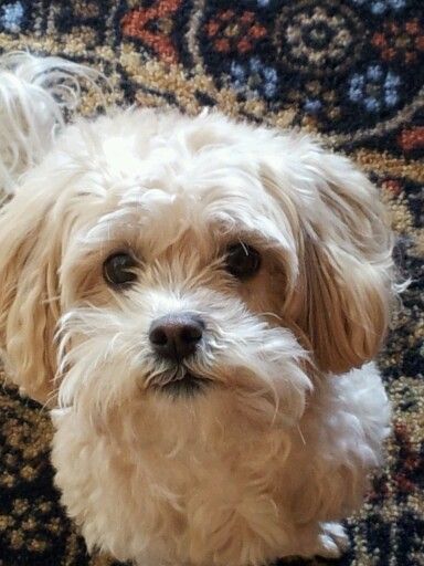 cute white shih-doodle puppy staring