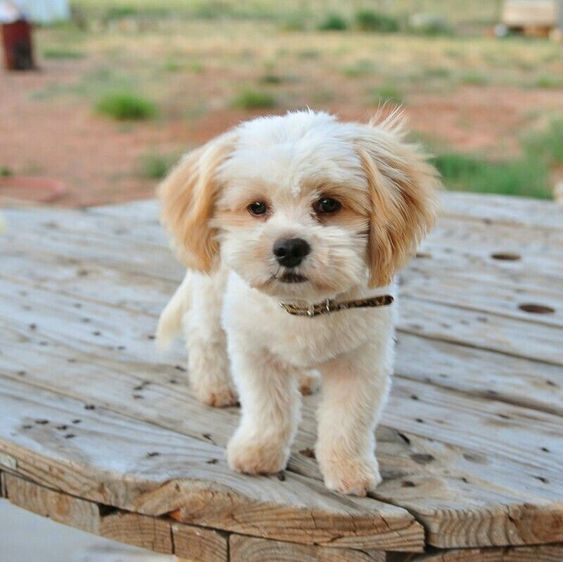 White shihdoodle puppy standing on a wooden table 