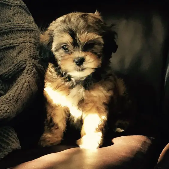 cute brown and black shih-poodle puppy sitting on a couch