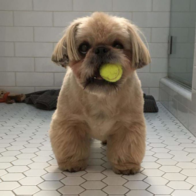 Shih Tzu Puppy Cut