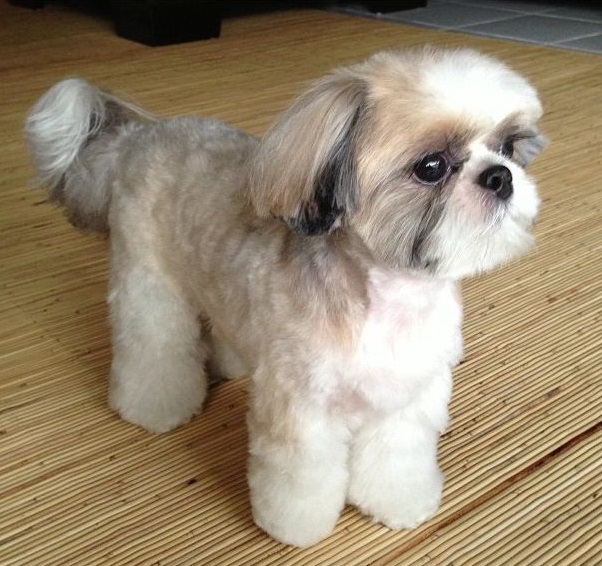 Shih Tzu Puppy Cut