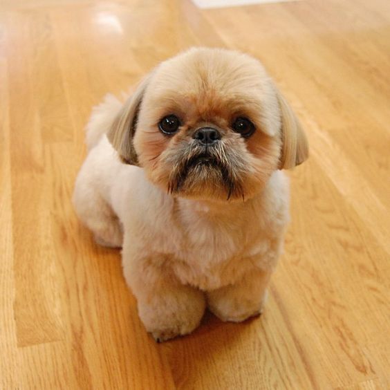 Shih Tzu Puppy Cut