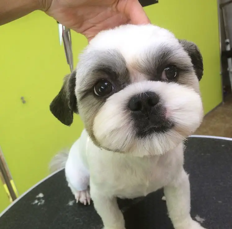 Bremmatic Puppy Shih Tzu Haircut Face