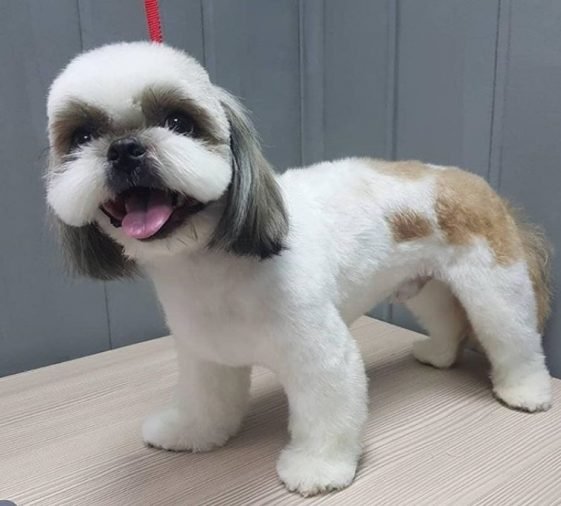Top 10 Popular Shih Tzu Haircuts (30+ Pictures) The Paws