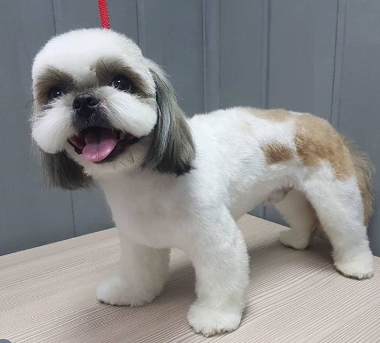 shih tzu summer cut pictures