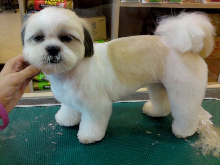 Shih Tzu Short Haircut, Shih Tzu Summer Cut