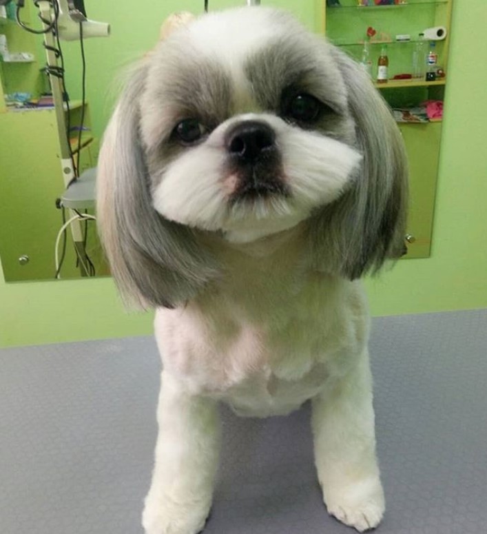 Shih Tzu Short Haircut, Shih Tzu Summer Cut, Shih Tzu Haircut Face