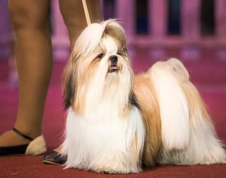 Shih Tzu Show Cut