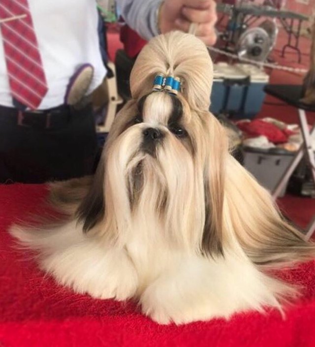 Shih Tzu Show Cut