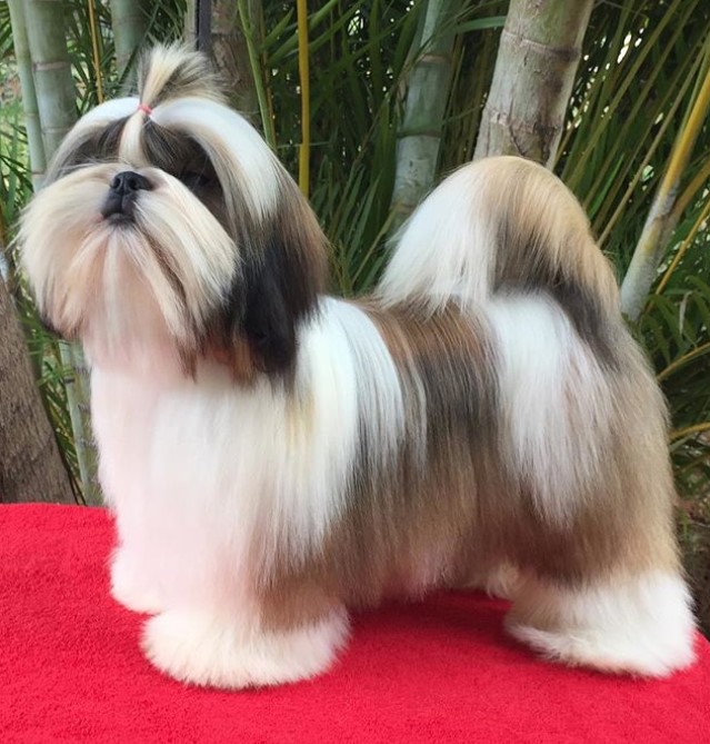 Shih Tzu Show Cut