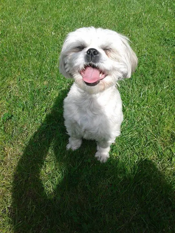 white Shih Tzu sitting on the green grass while smiling