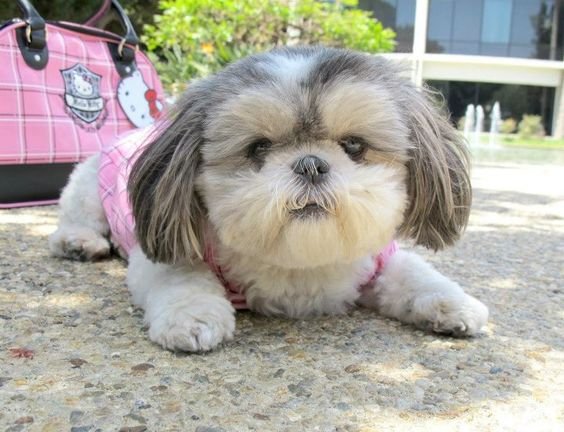 Shih Tzu lying down on the ground
